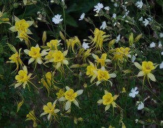Aquilegia chrysantha – Yellow Queen