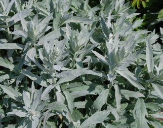 Artemisia ludoviciana  – Valerie Finnis