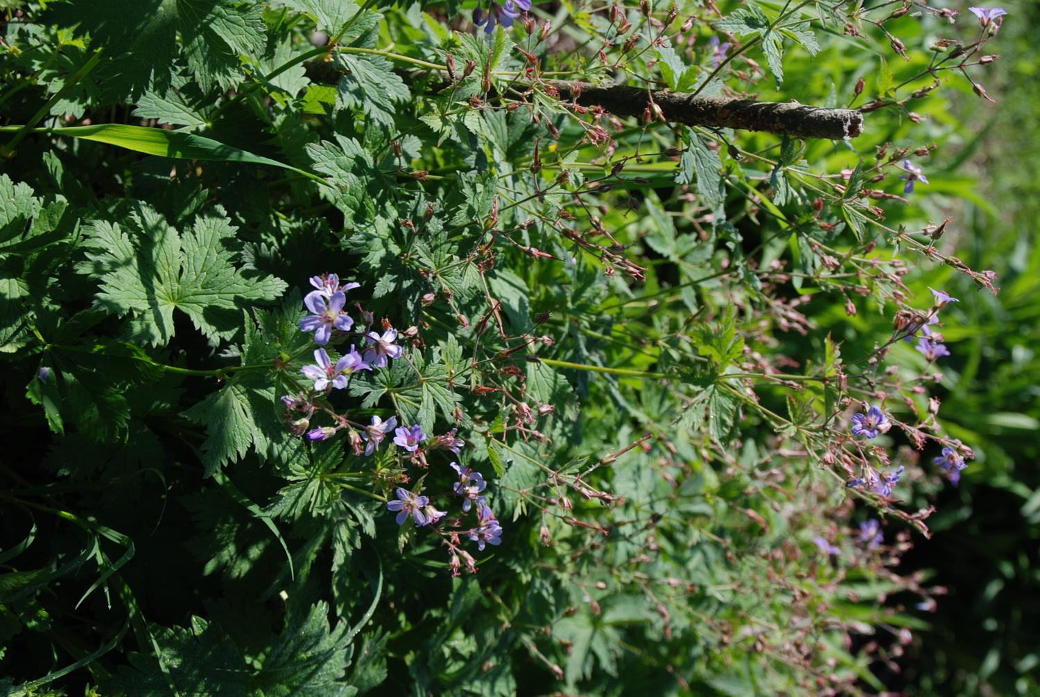 geranium-prelude-2