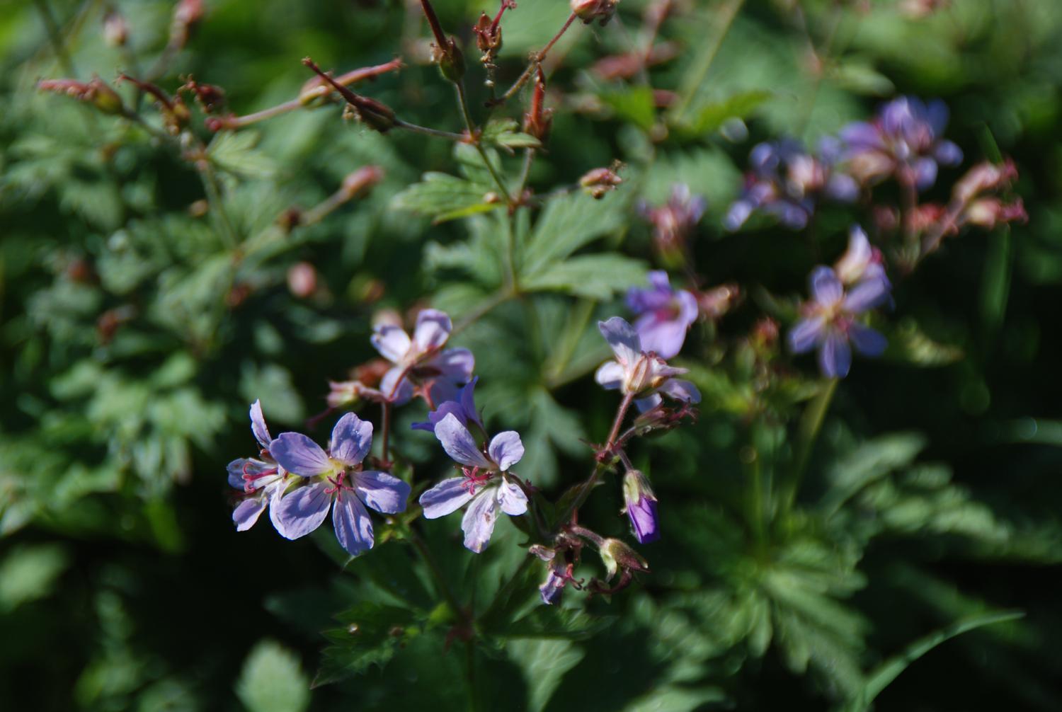 geranium-prelude