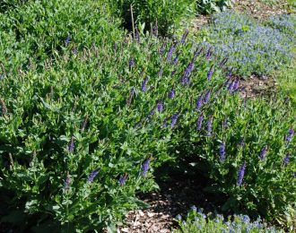 Salvia  nemorosa – Mother Tilley