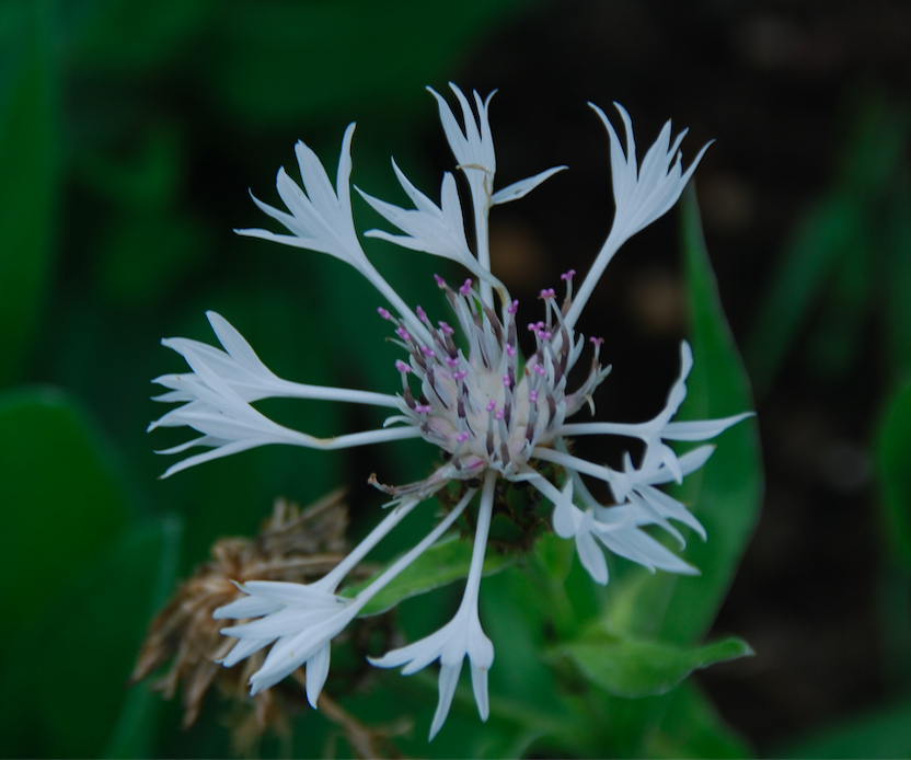 centaurea-alba