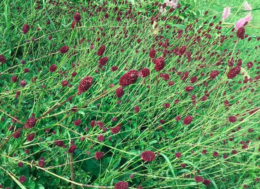 sanguisorba-officinalis